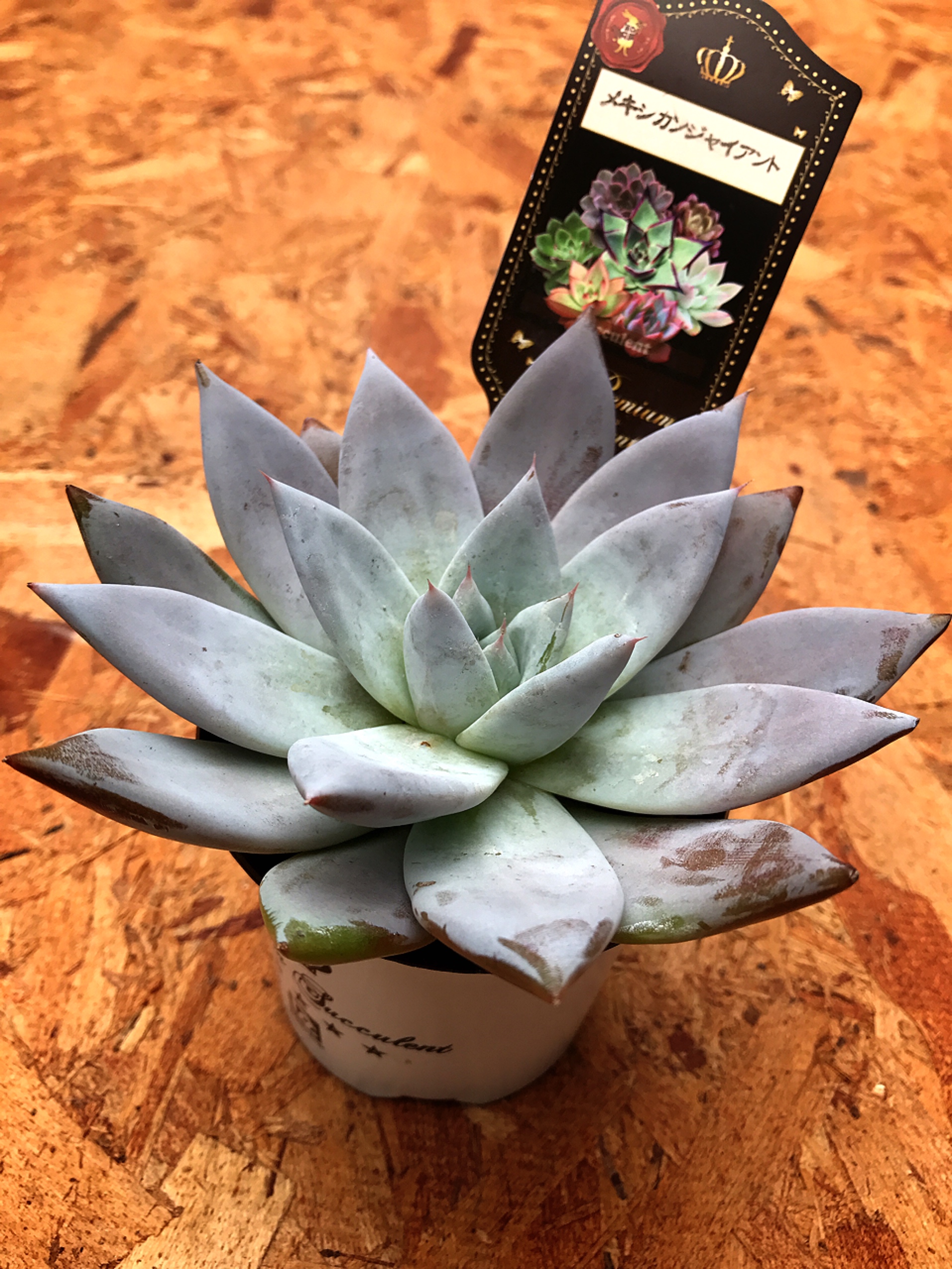 Top【選抜株】多肉植物　24191メシキカンジャイアント12個　鉢無し/脱土 Top【選抜株】多肉植物 24191メシキカンジャイアント12個 鉢無し/脱土