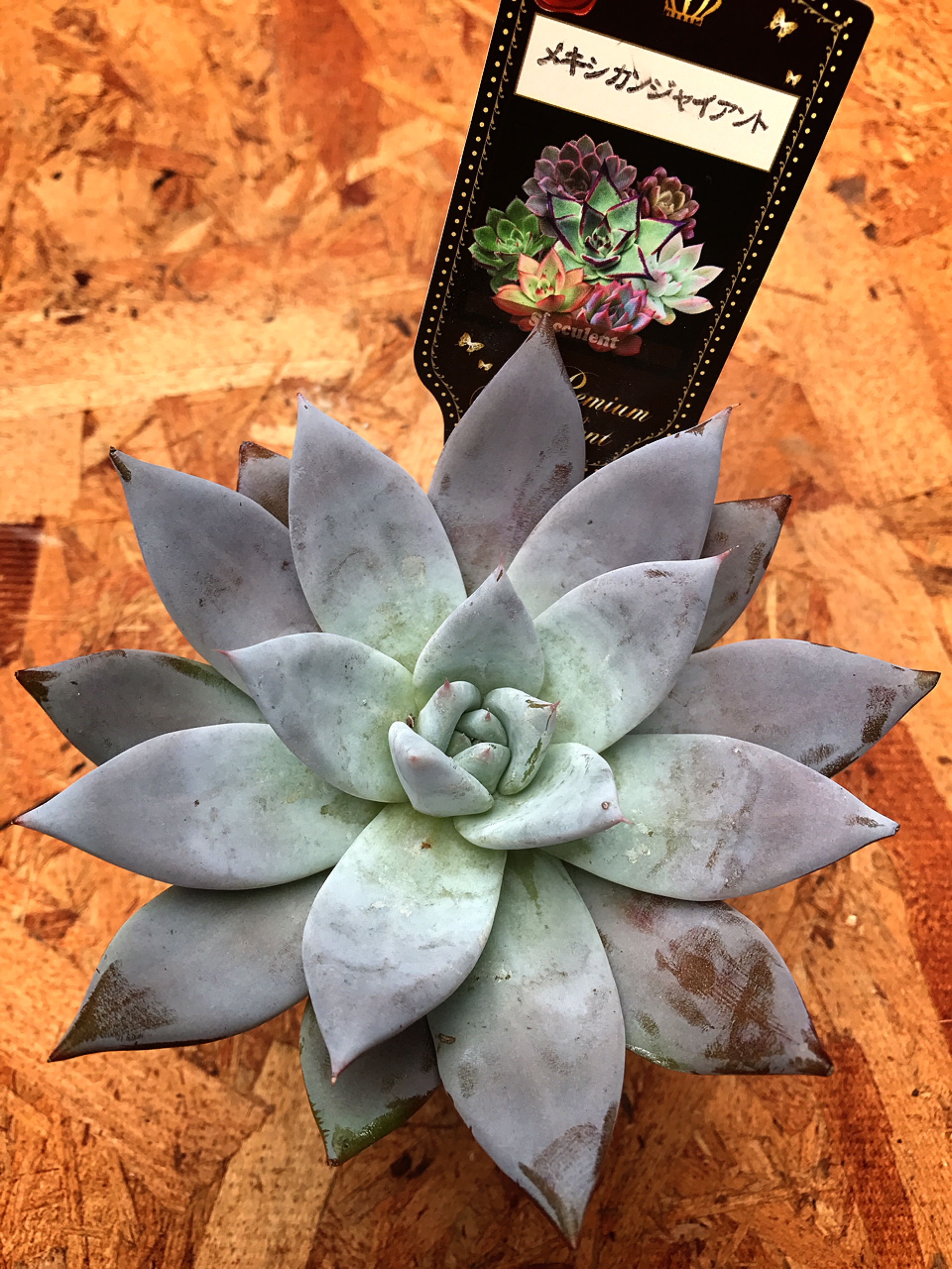 PARTERRE / メキシカンジャイアント