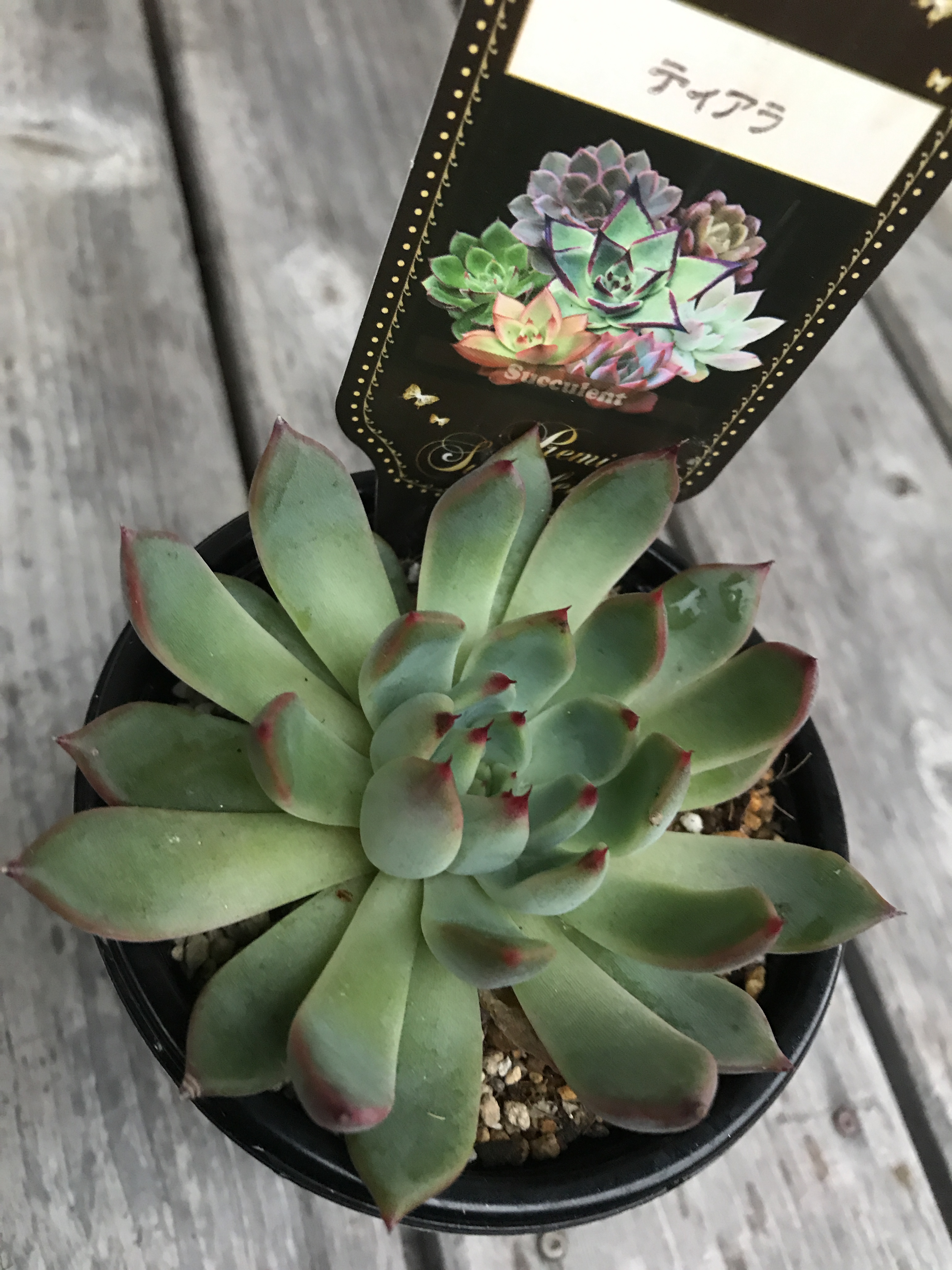 PARTERRE / ティアラ